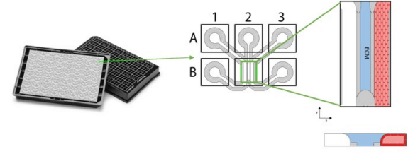 OrganoPlate 3-lane 64 배양 칩 및 도식 표현