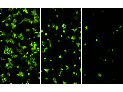 MiniMax cytometer로 이미징한 HEK293-GFP 세포