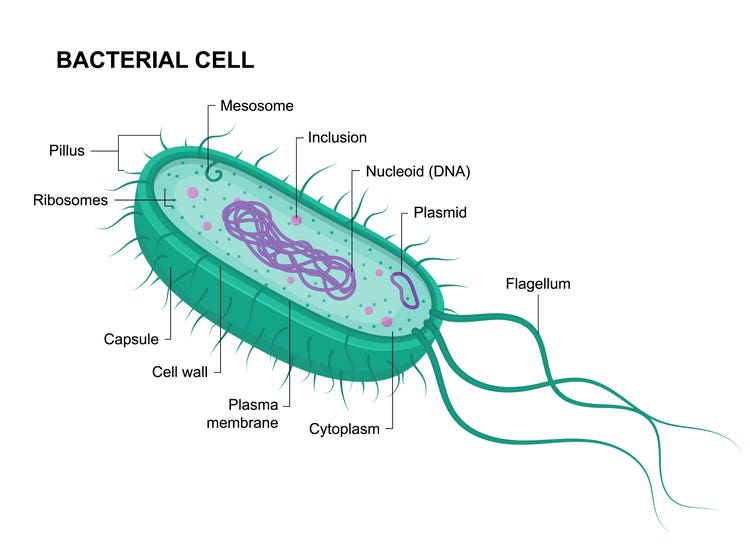 플라스미드(작은 원형 DNA 분자)가 존재하고 복제되는 구조를 보여주는 박테리아 세포의 해부학