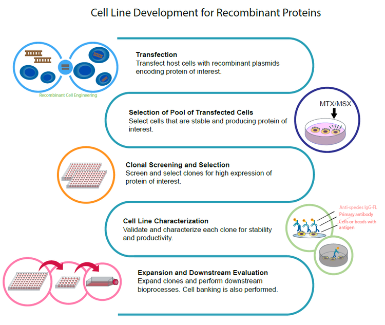 일반적인 Cell line development 과정의 단계