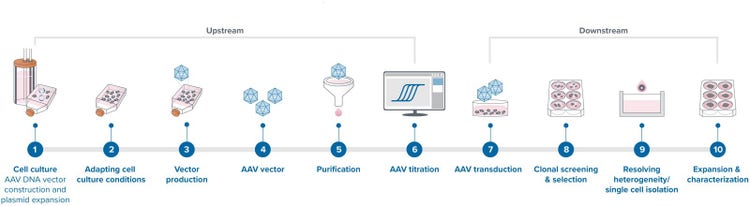 AAV 플라스미드 생산 실험과정