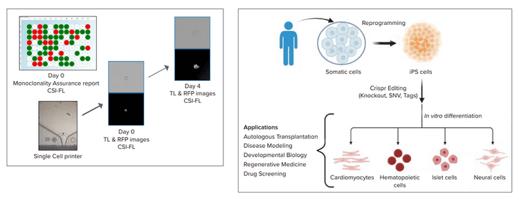 Workflow steps involved in a cell line development and integrated automated system for CRISPR-edited cells/organoid screening—disease modeling