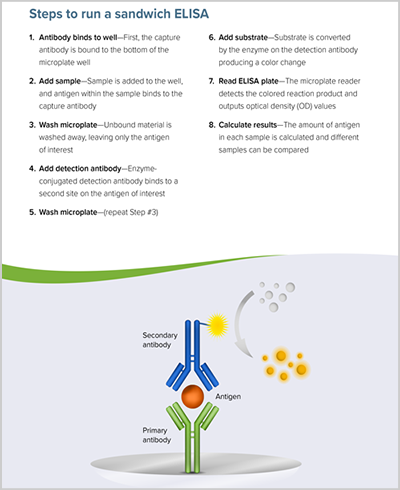 Steps to run a sandwich ELISA