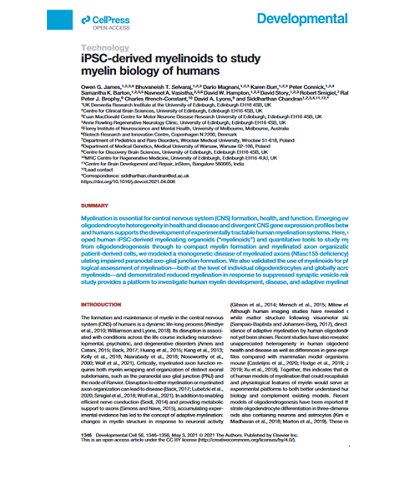 iPSC-derived myelinoids to study myelin biology of humans