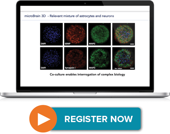 microBrain 3D Spheroids