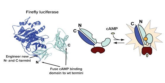 Live Cell Gi 및 Gs 결합 GPCR 이차 전달자의 신호전달