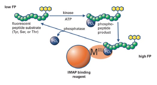 IMAP FP 키나아제 assay