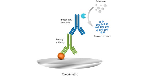 비색 Western Blot 방법은 검출에 효소 접합 이차 항체와 발색 기질을 사용합니다.