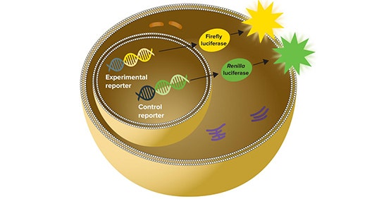 단일/Dual Luciferase Reporter Gene Assay