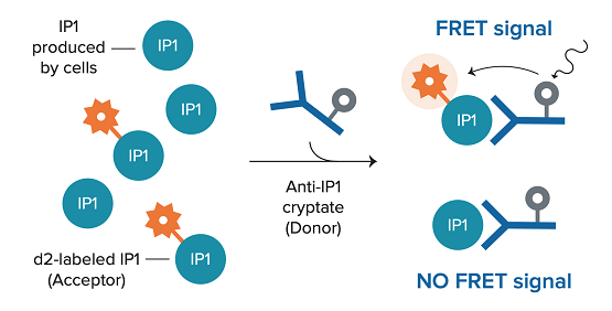 IP-One Assay, Gαq/11 결합 수용체