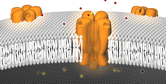 Cellular Pathway 분석