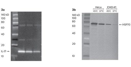 ScanLater Western Blot Protein Ladder를 통한 단백질 분자량 추정