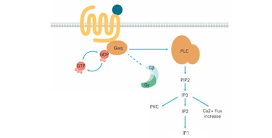 칼슘 및 IP-One Assay(GPCR, Gq 결합)