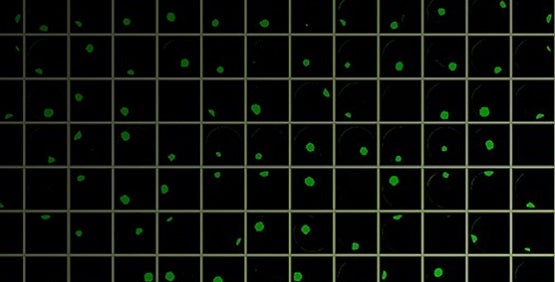 Cell Line Development에서의 CRISPR