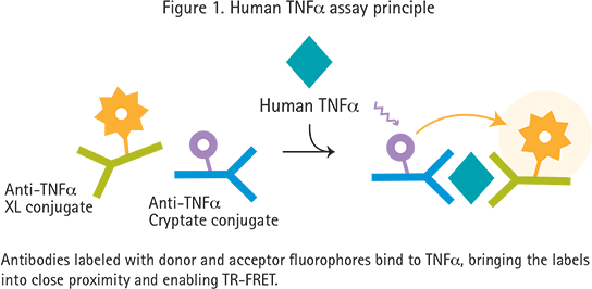 Cytokine Assay