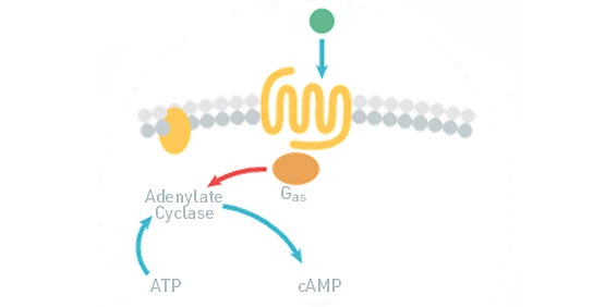 cAMP Assay(GPCR, Gi/Gs 결합)