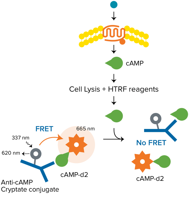 HTRF cAMP Assay, Gαs 결합 수용체