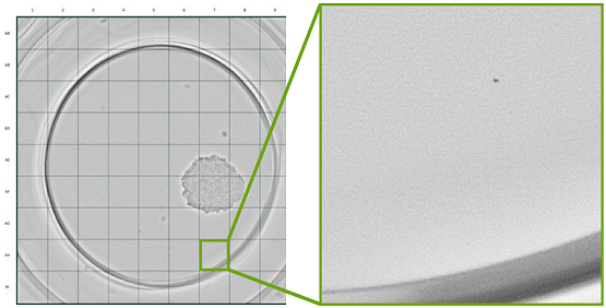 CloneSelect Imager의 Monoclonality 보고 기능