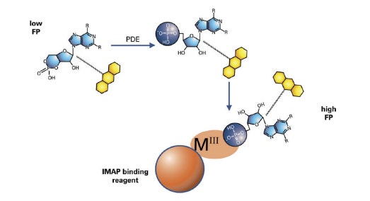 IMAP 포스포디에스테라아제 assay