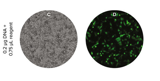 Transfection 효율성