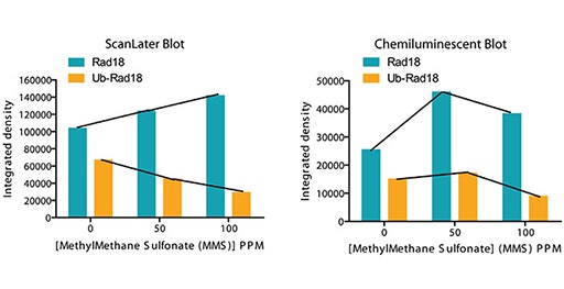 ScanLater Western Blot Detection System을 이용하여 단백질의 정량과 확인