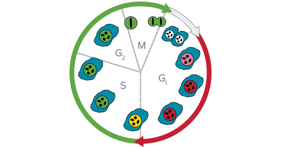 Cell cycle(세포 주기) 분석