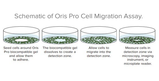 Oris Pro Assay를 사용한 세포의 Migration 분석