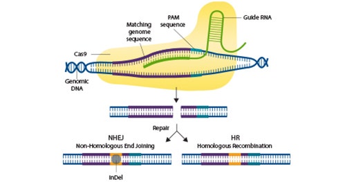 이미징 및 Western Blot Detection을 사용하여 CRISPR 편집 세포 검증