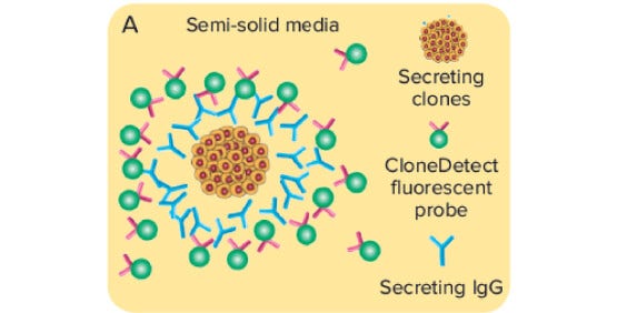 Clone의 생산성 Screening과 Titer