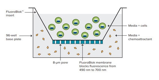 FluoroBlok을 이용한 세포의 Migration 평가