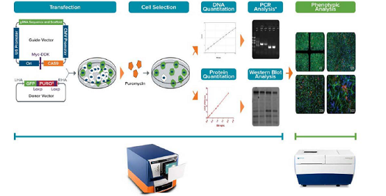 CRISPR/Cas9 Genomic 편집 실험