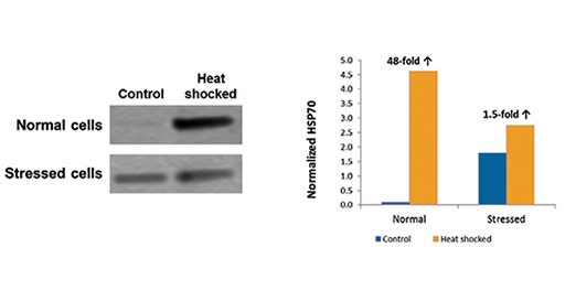 Well에서부터 Western까지, Heat Shock에 대한 Cell Response 연구