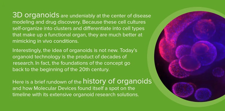 3d-organoids-organoid-research-history