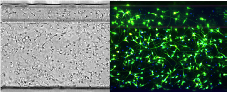 iCell neurons in OrganoPlate