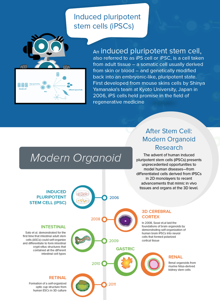 Stem Cell: Modern Organoid Research