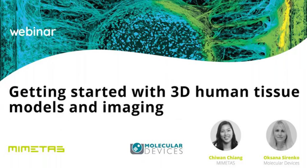3D 인간 조직 모델 및 Imaging