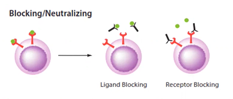 Neutralizing Antibodies prevent Virus from entering the Cell by Binding to the Spike Protein