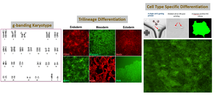 High-quality/stable cells using our single cell printer