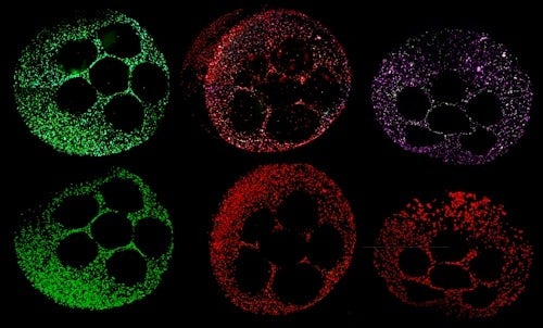 Liver-Derived Organoids