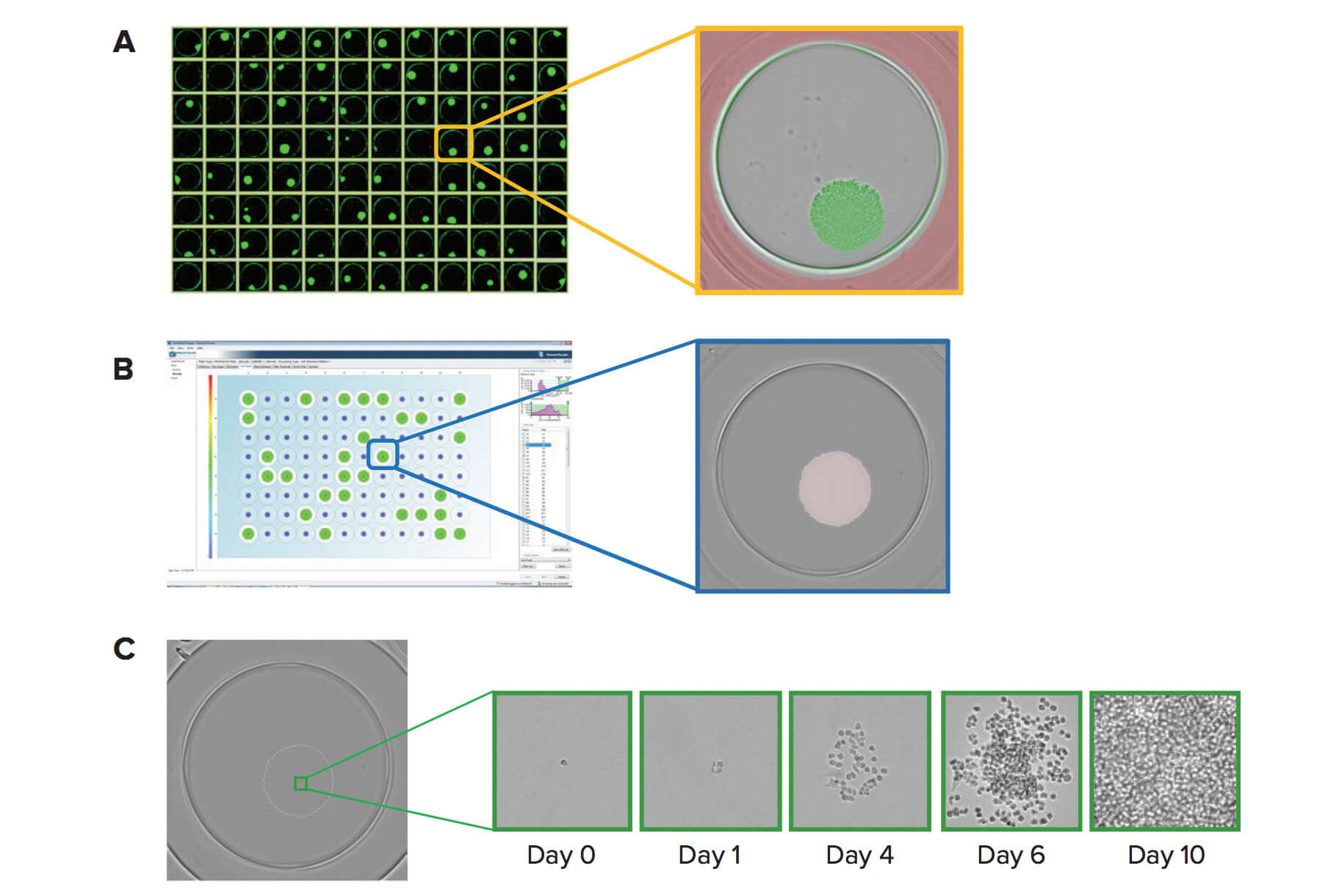 Microplate Imaging, 클론 특성 분석, 보고서 생성