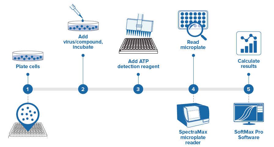 Viral ToxGlo assay workflow