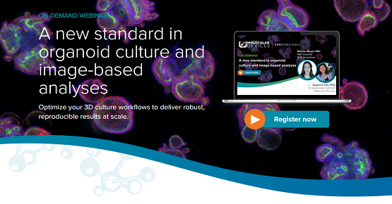 Organoid Culture and Image-Based Analyses